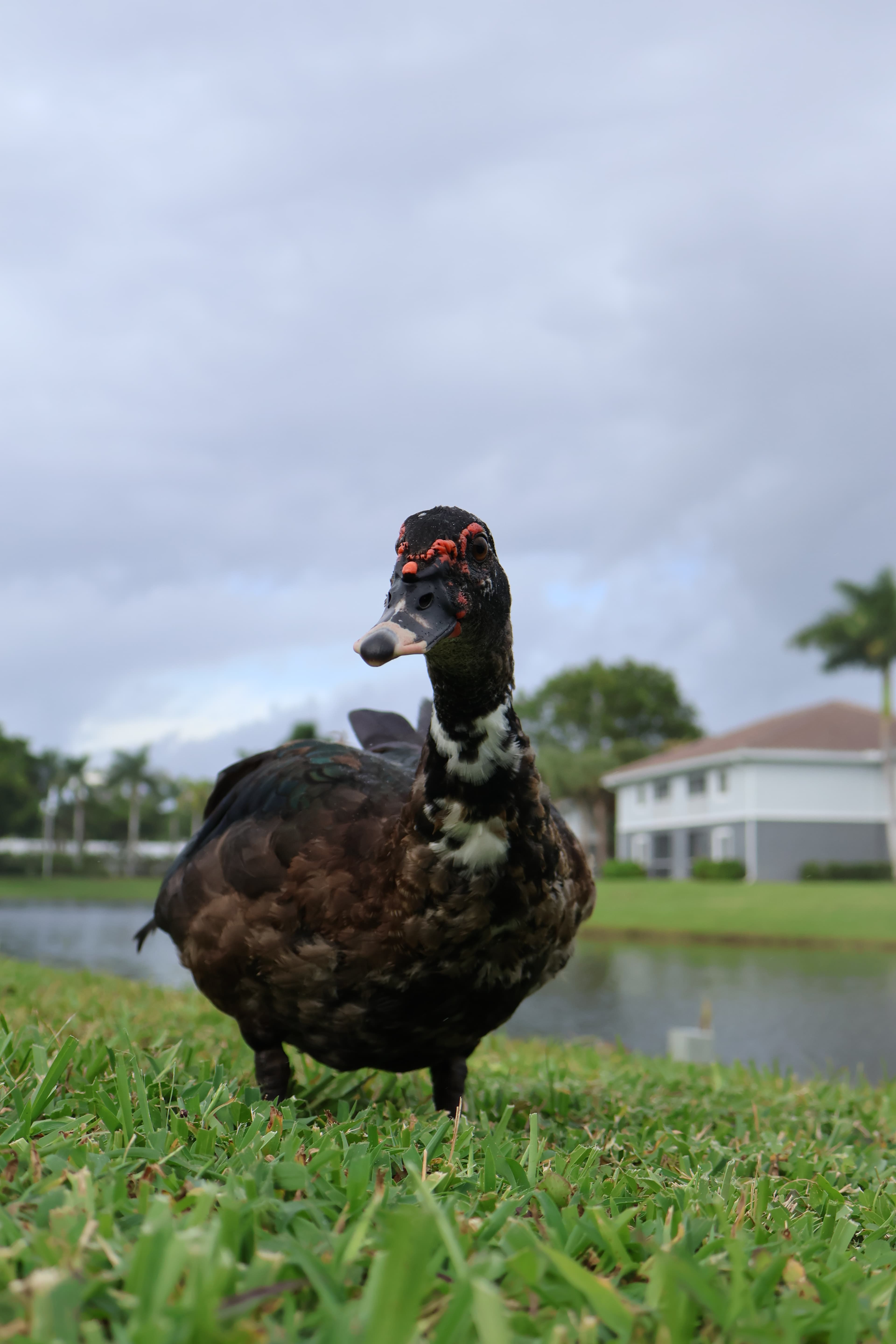 Curious Muscovy Gaze