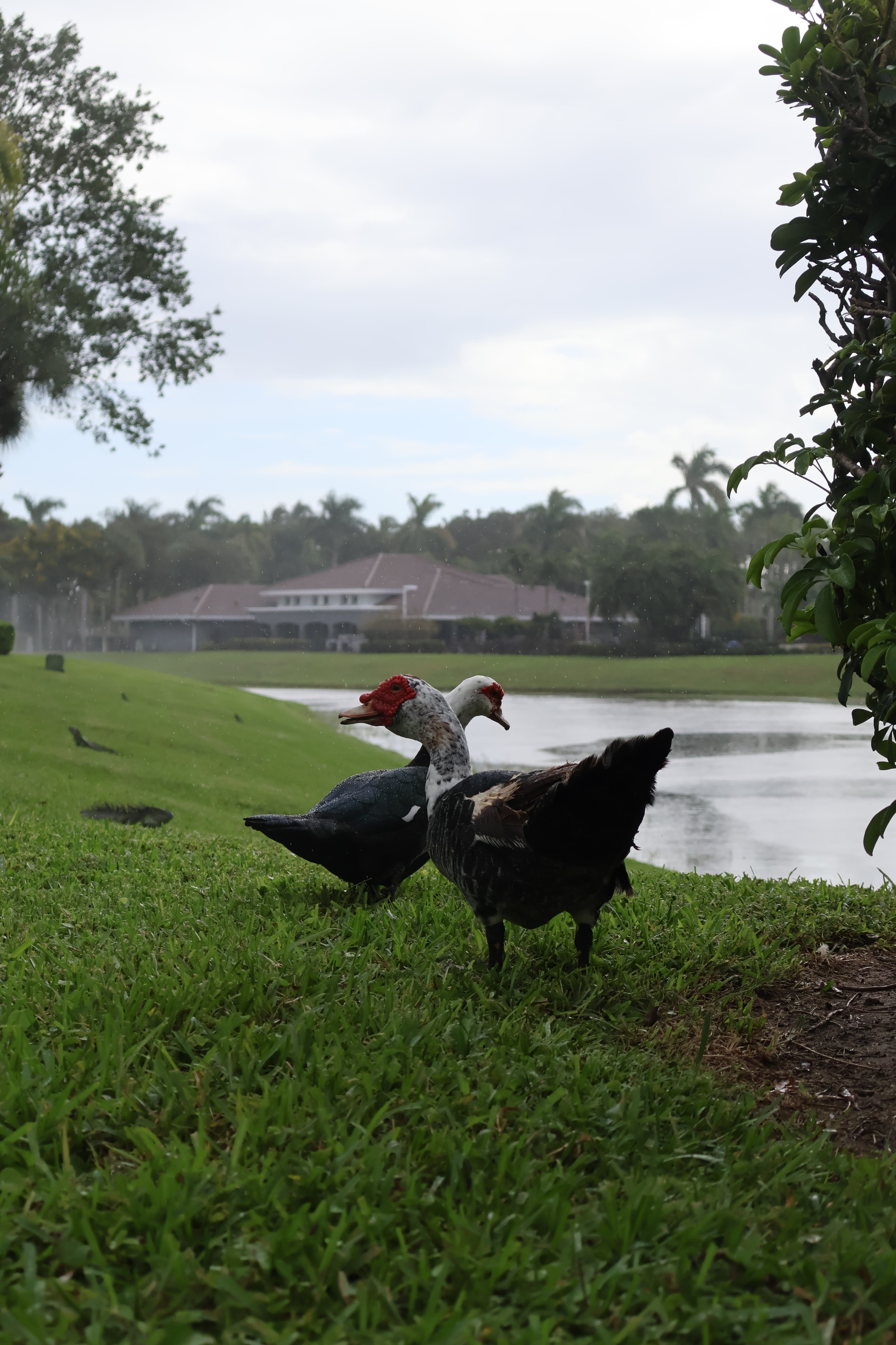 Lakeside Muscovy Duo