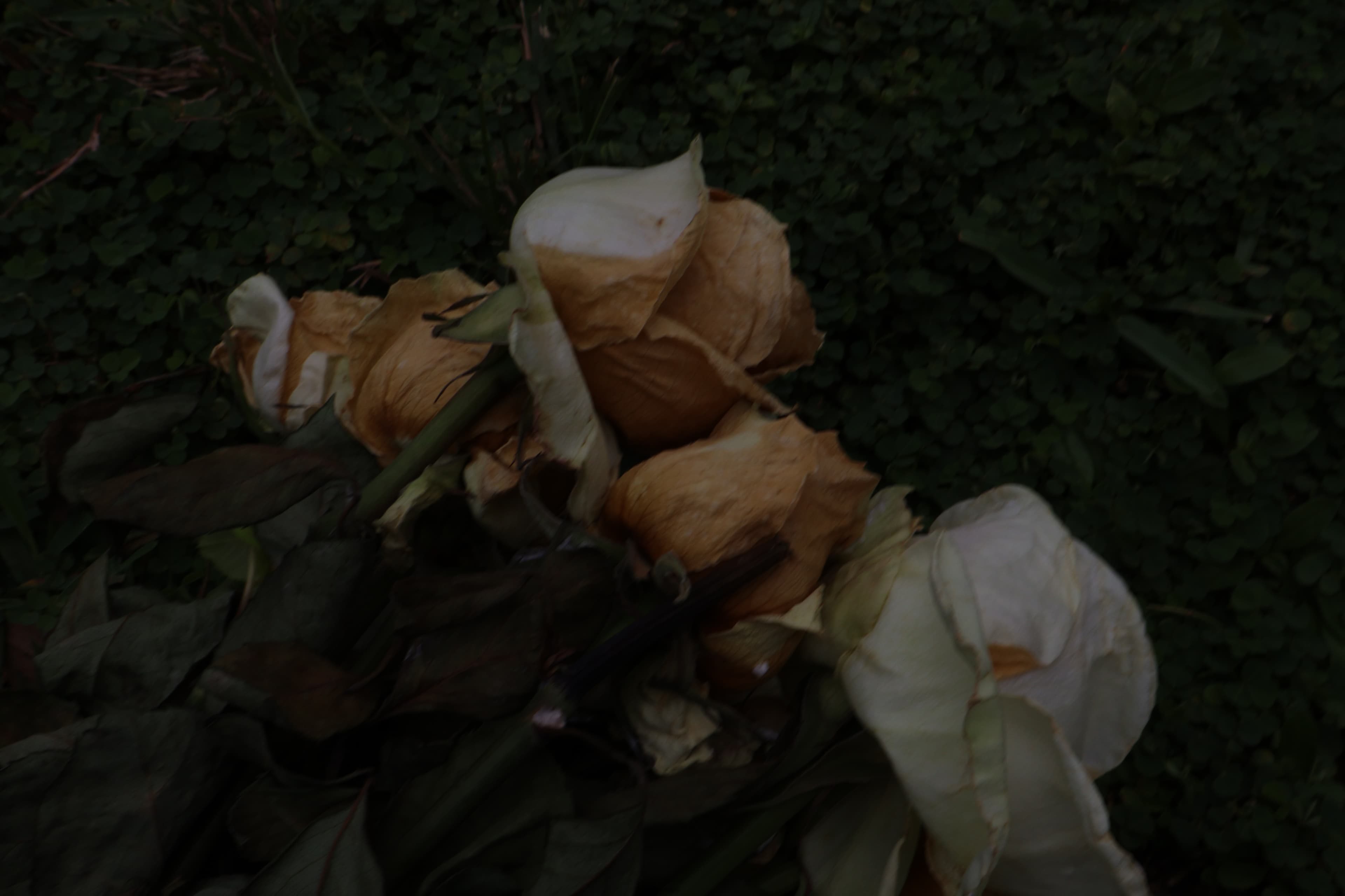 Fading Floral Melancholy