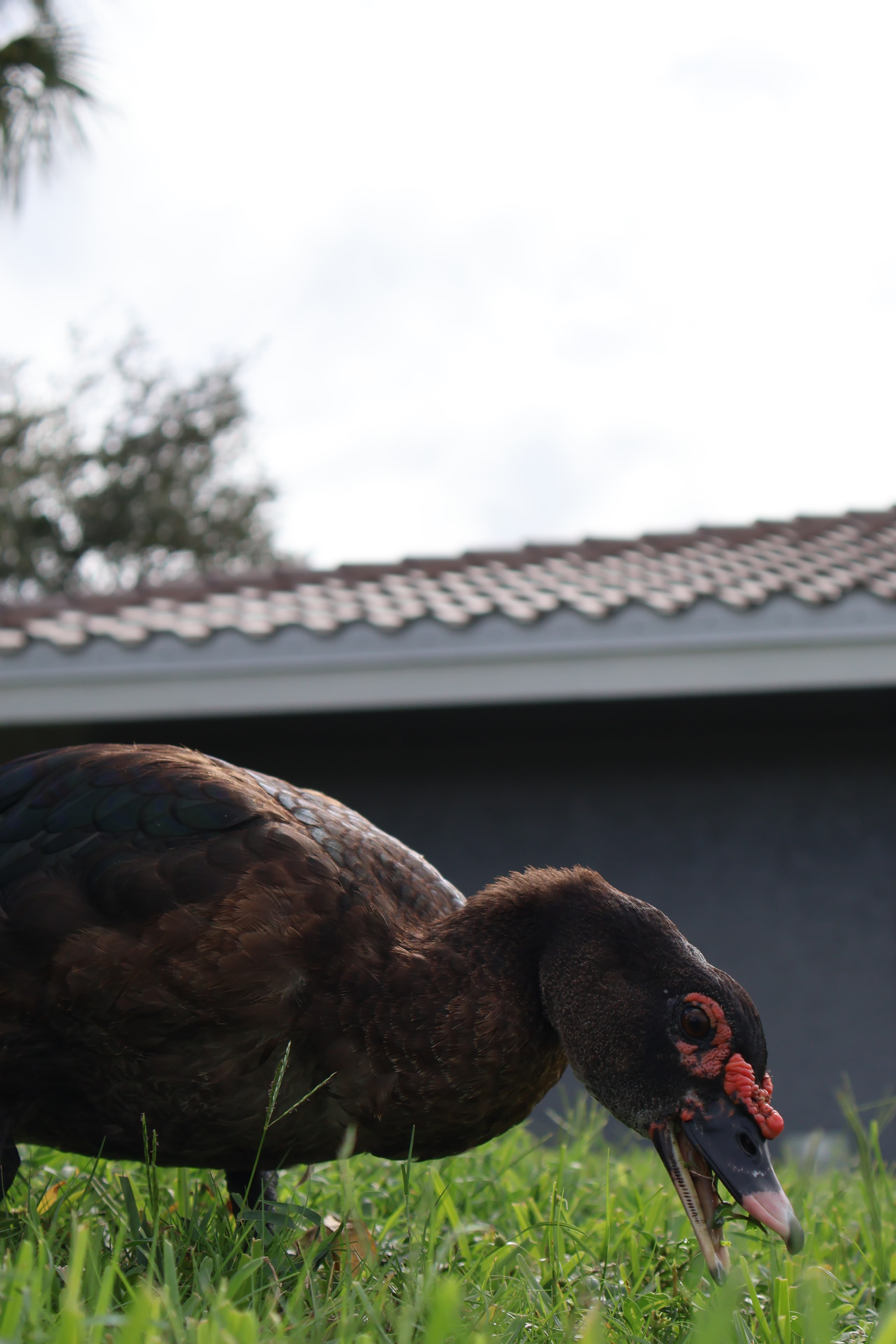 Grazing Muscovy Close-Up