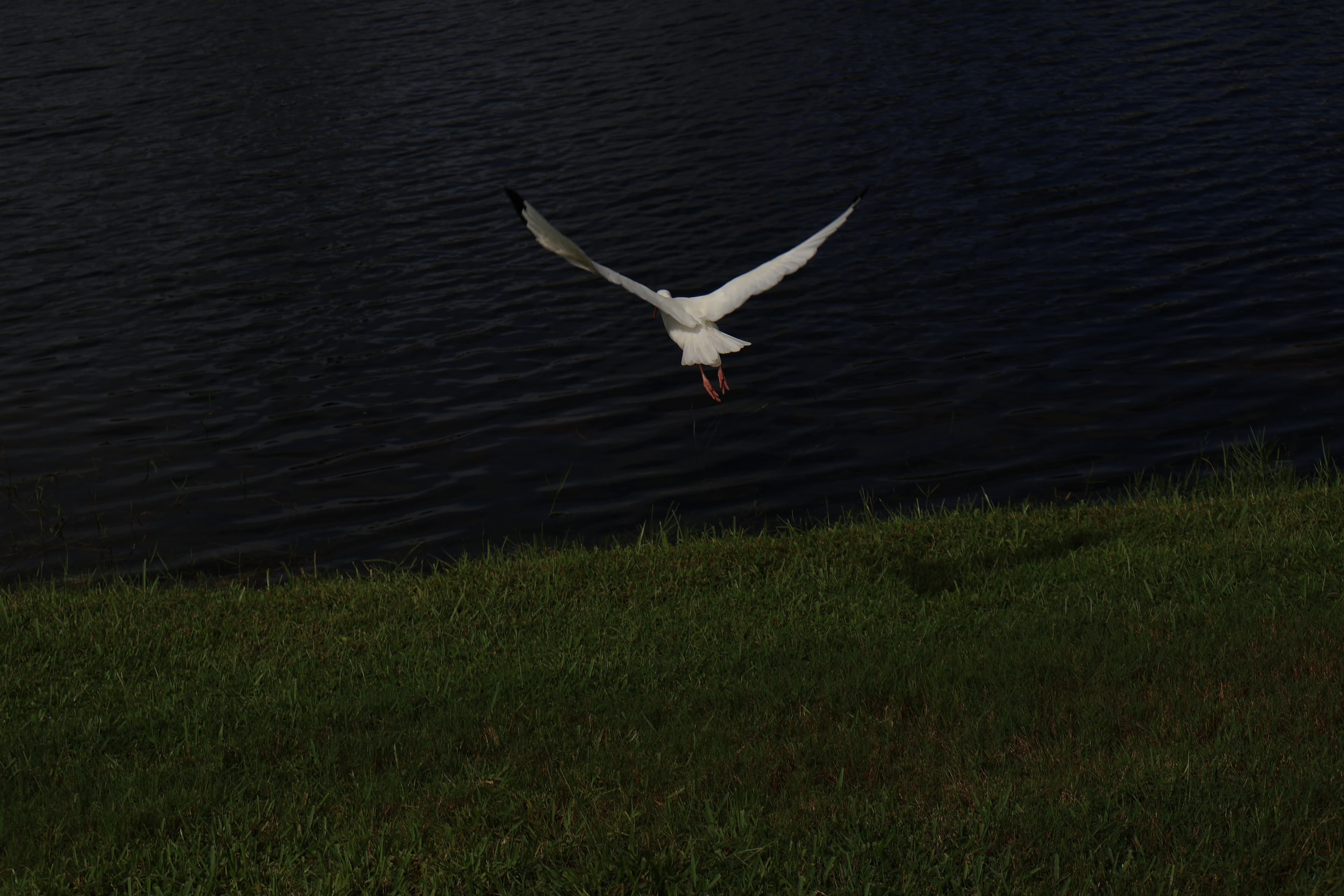 Flight Over Dark Waters
