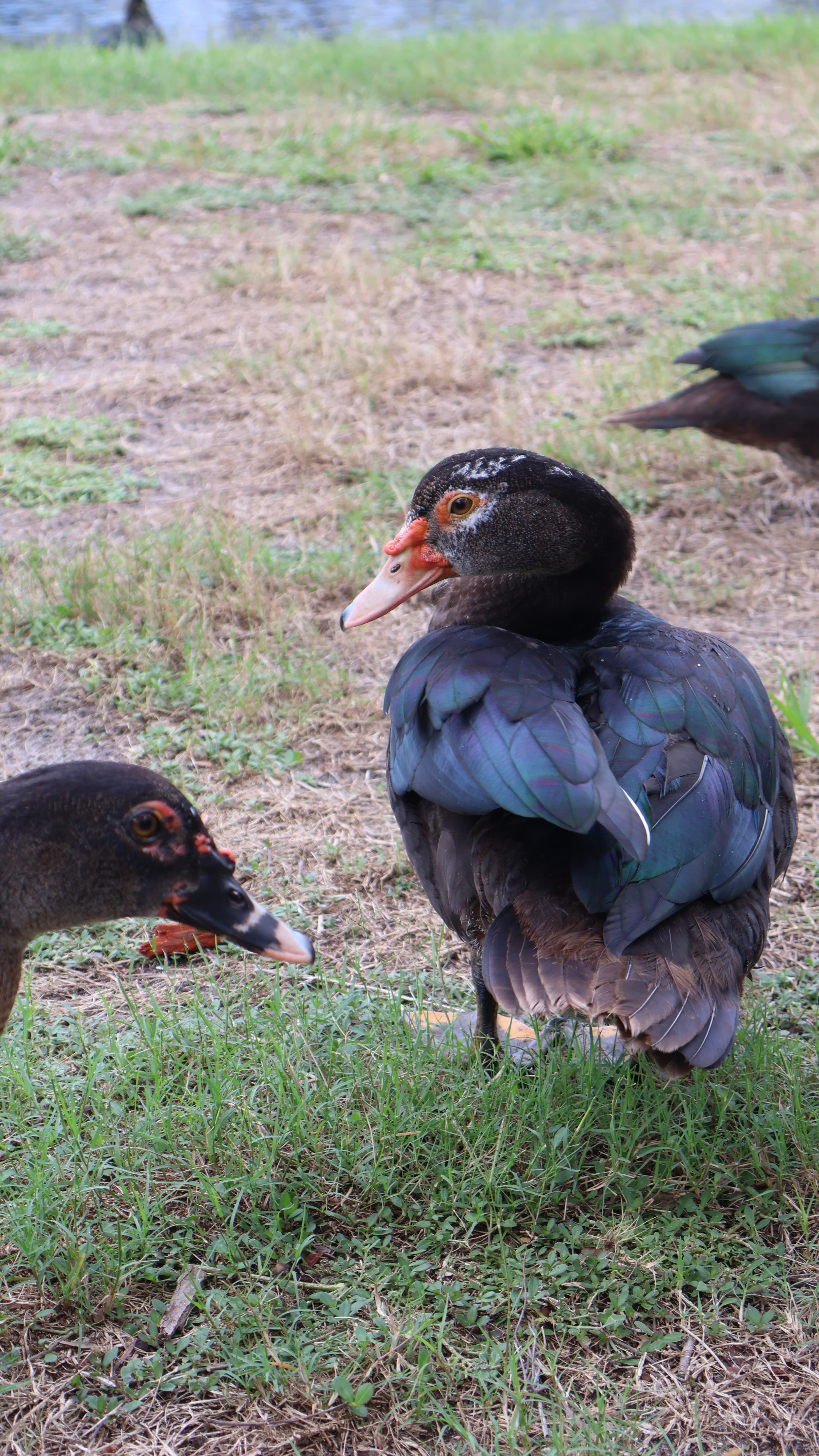 Iridescent Muscovy Interaction